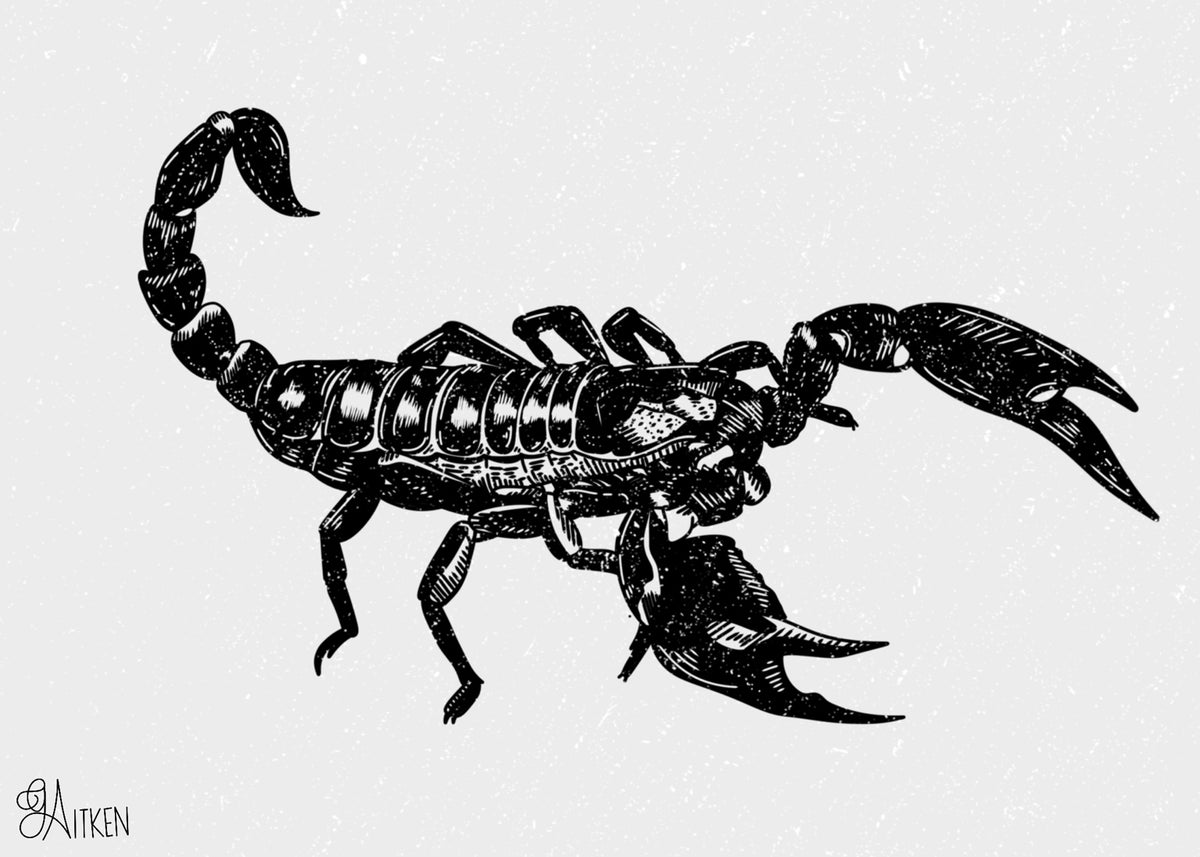 Scorpion black and white landscape art print, 5x7
