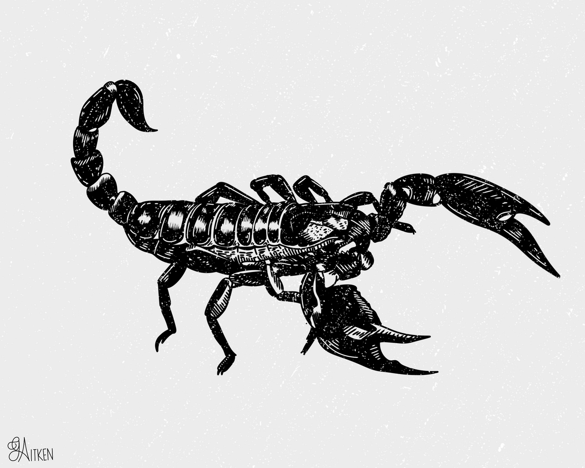 Scorpion black and white landscape art print, 8x10