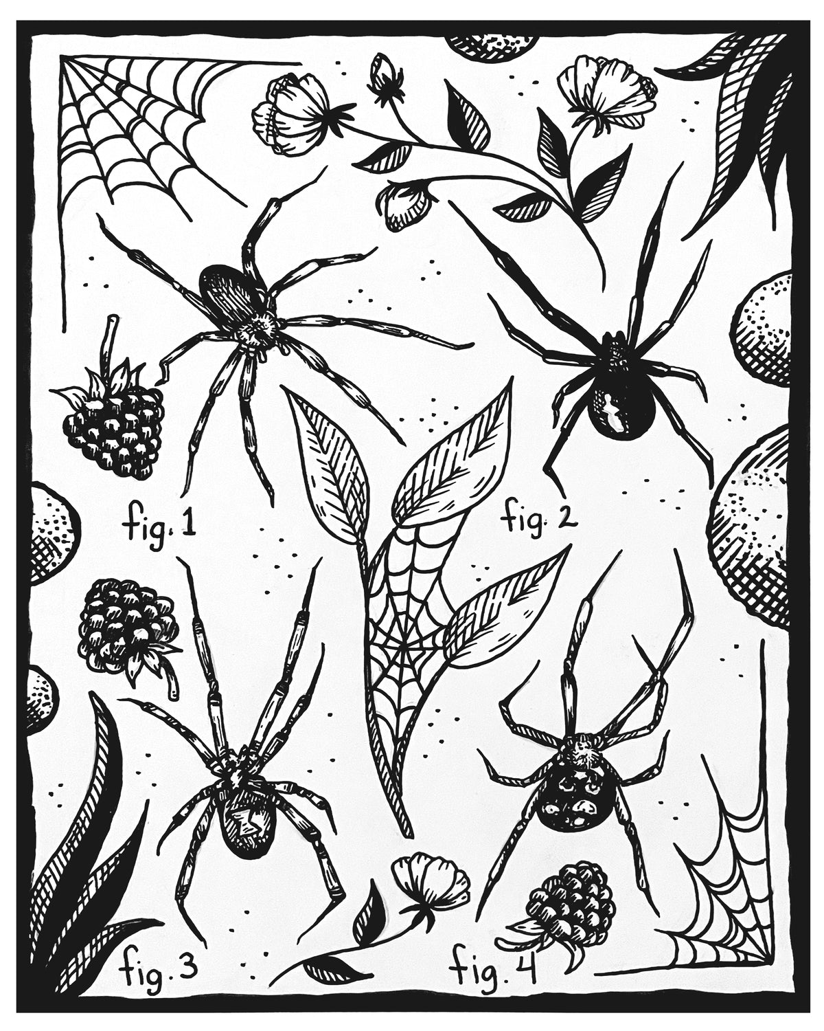 Spiders black and white art print, four illustrated spiders with webs, flowers, leaves and berries, 8x10